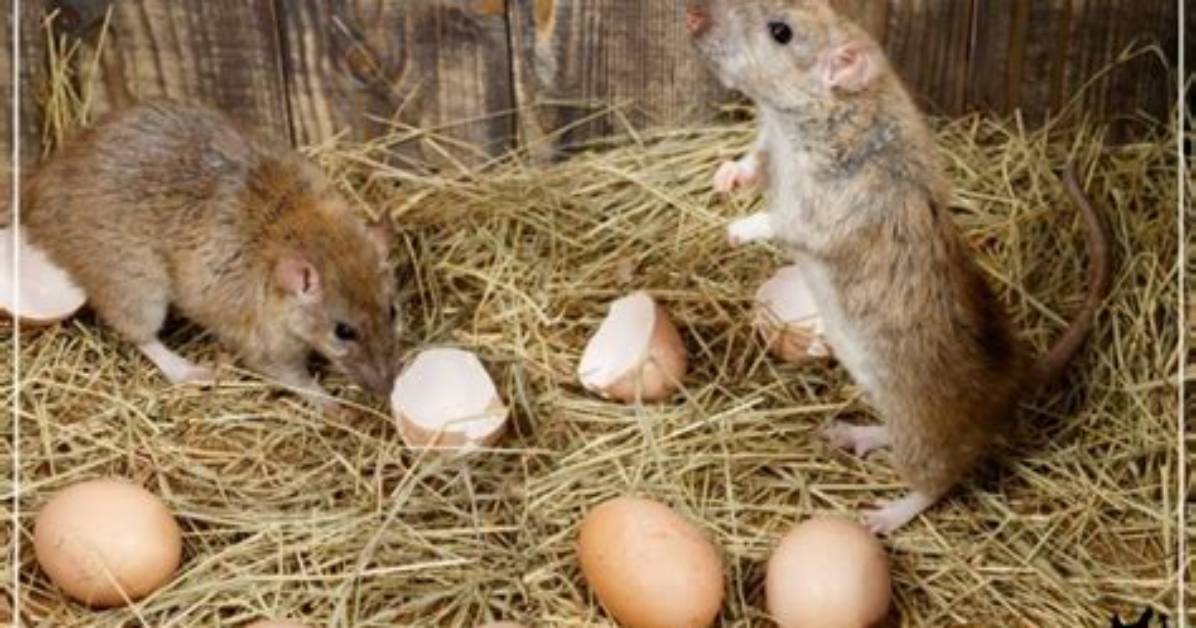 Do Mice Attract Rats? | Contextresponse. Com