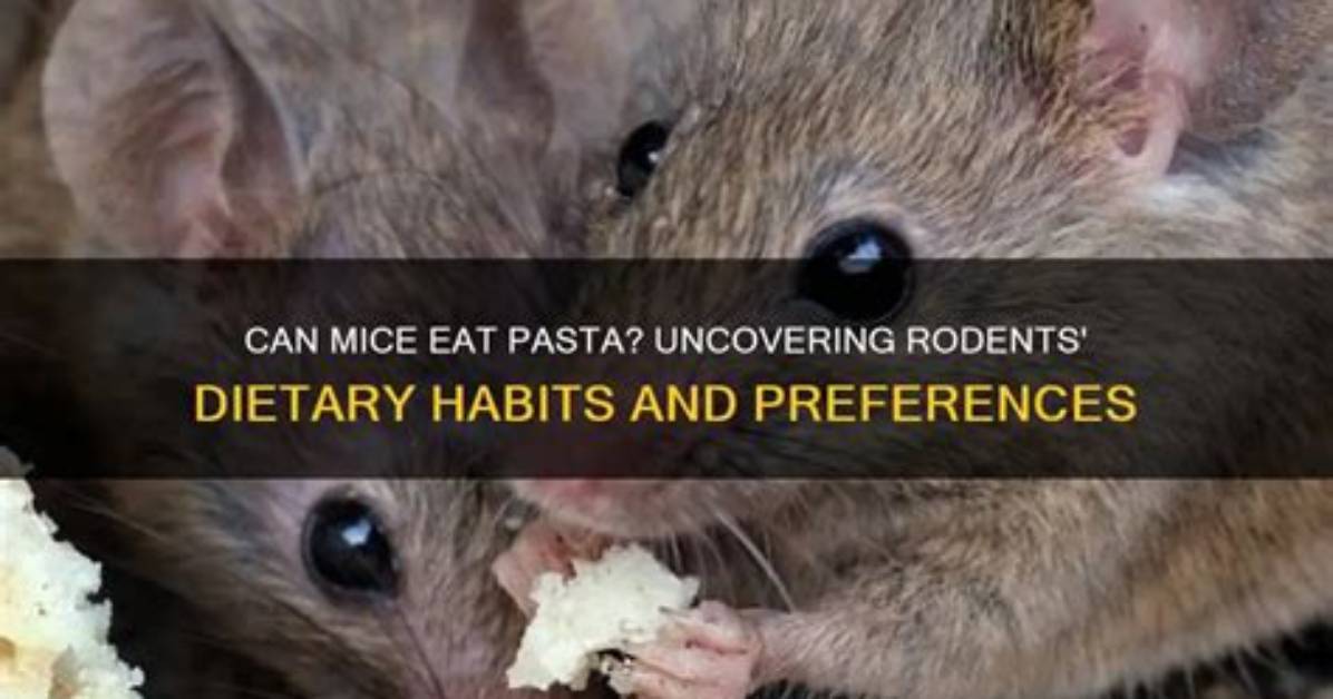 Do Mice Eat Dried Pasta?