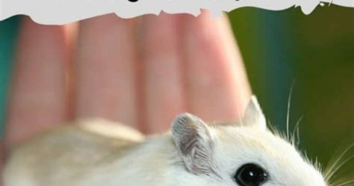 Do Mice Fart?