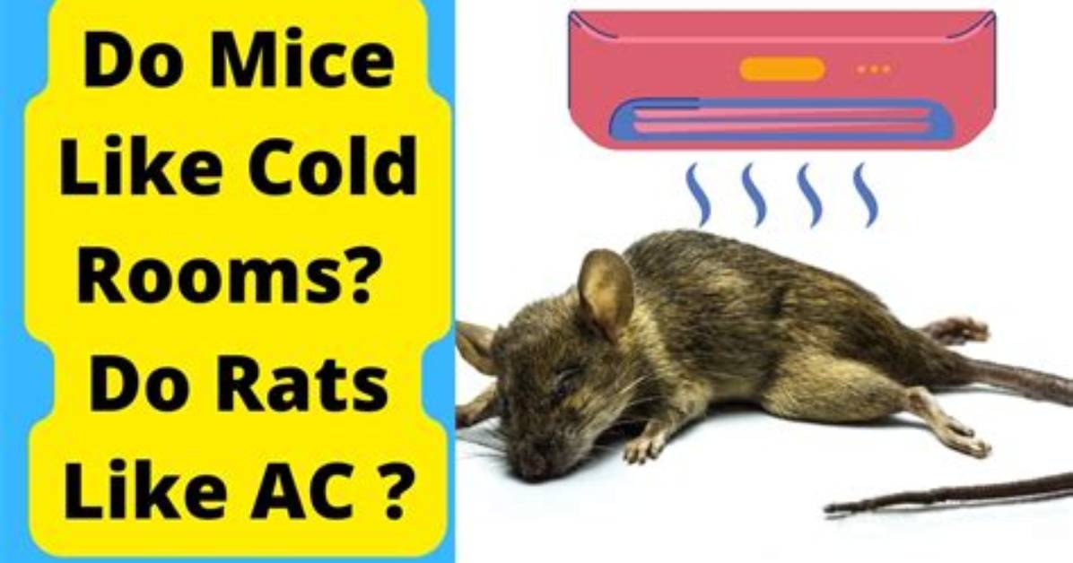 Do Mice Hate Cold Rooms?