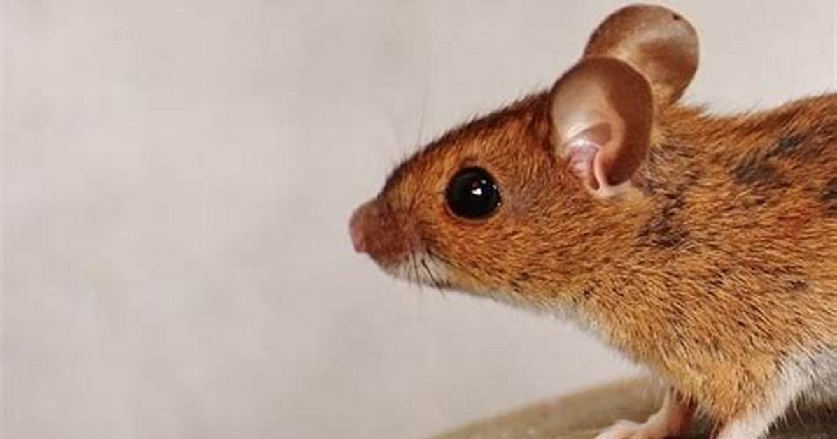 Do Mice Have a Bladder?