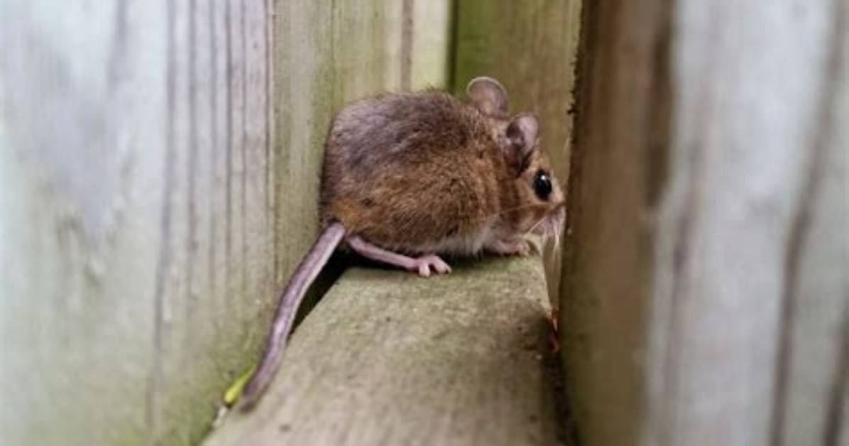 Do Mice Have Small Tails