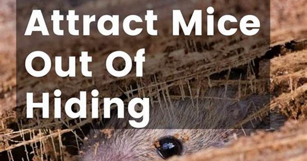 Do Mice Hide During the Day?