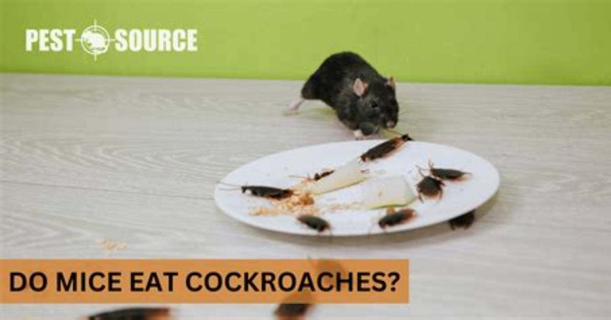 Do Mice Kill Roaches