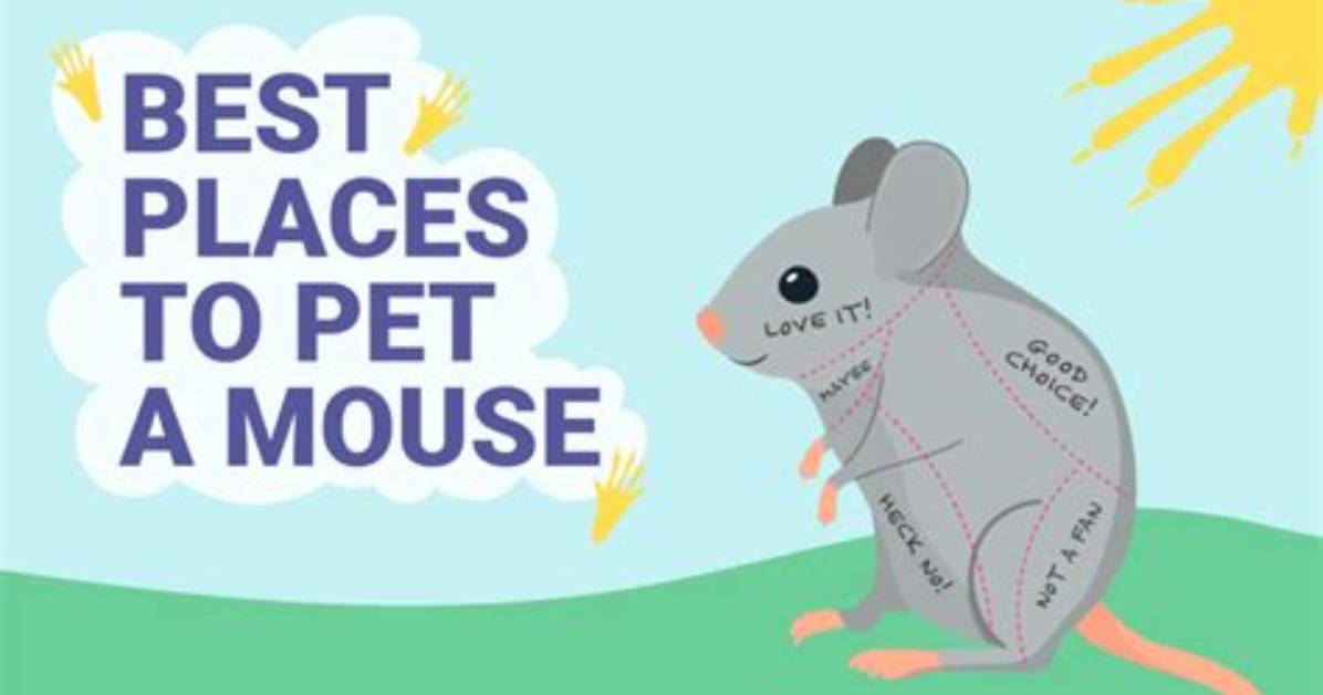 Do Mice Like Being Petted