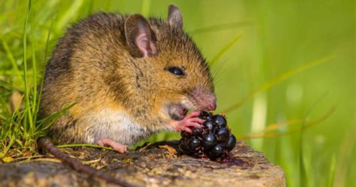 Do Mice Like Cedarwood