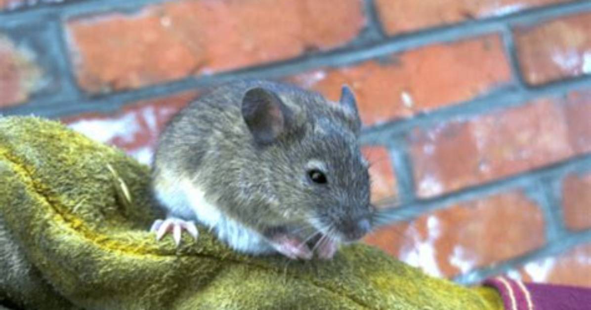 Do Mice Live in Thatched Roofs?