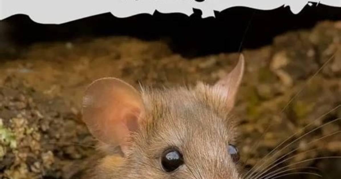 Do Mice Live in Trees