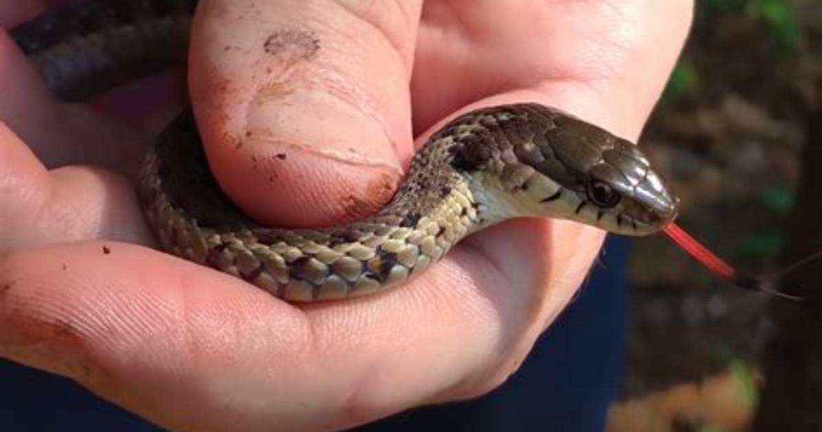Do Michigan Garter Snakes Bite