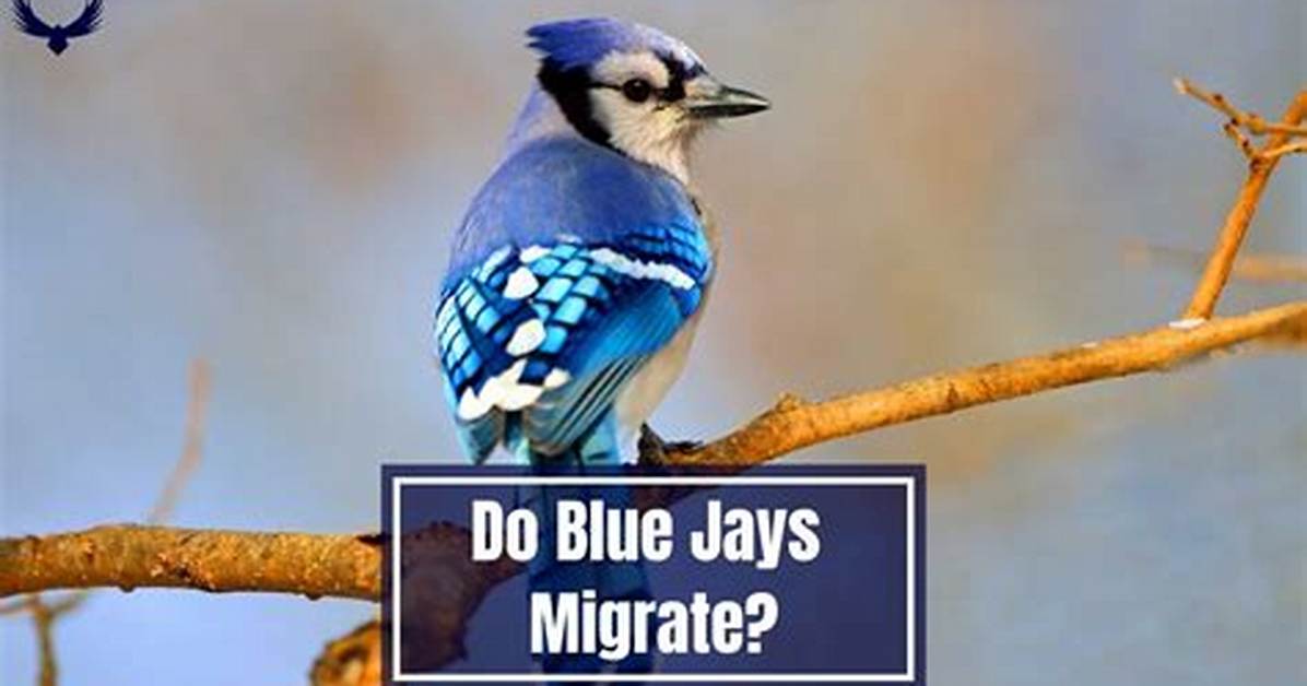 Do Migrate Blue Jays?