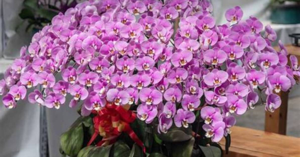 Do Mini Orchids Grow Big