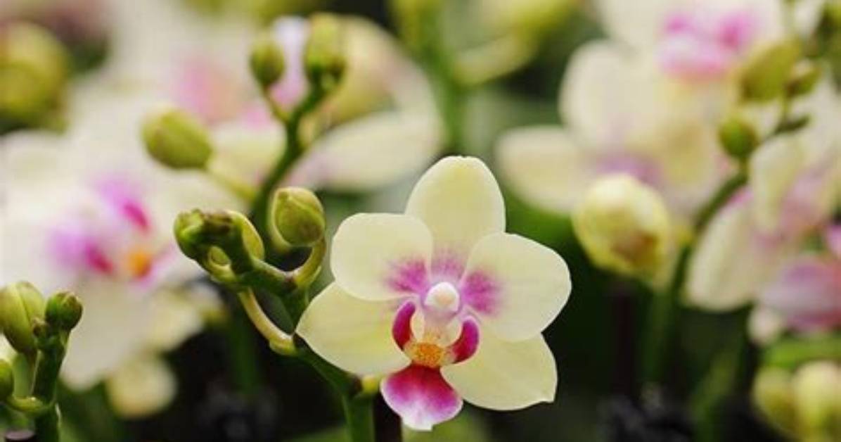 Do Mini Phalaenopsis Stay Small?