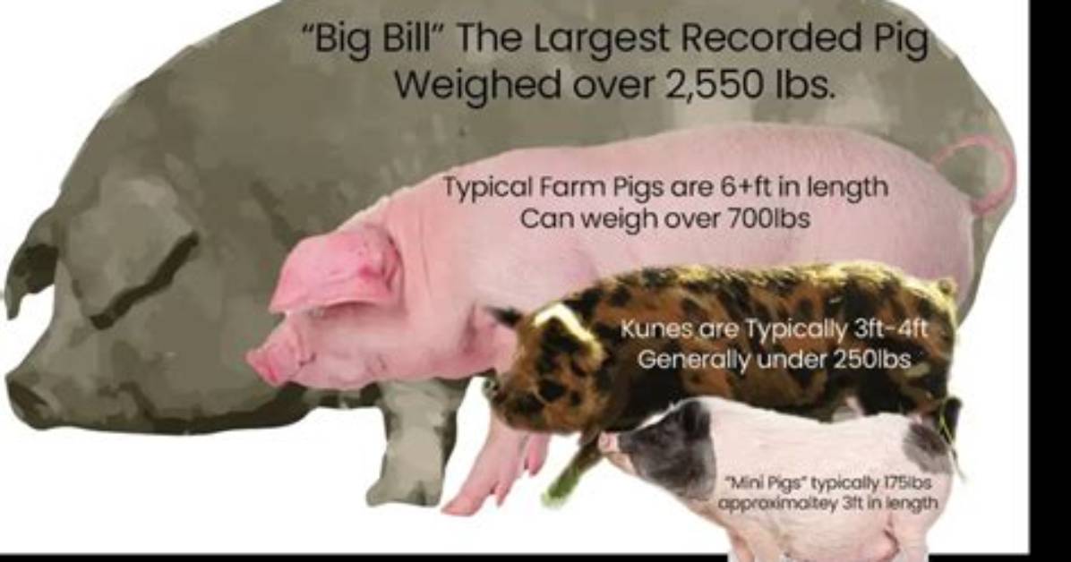 Do Miniature Pigs Get Big?