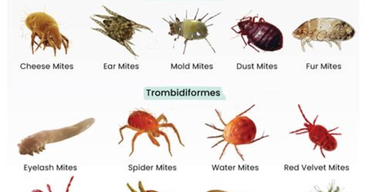 Do Mites Like Cold? | Contextresponse. Com