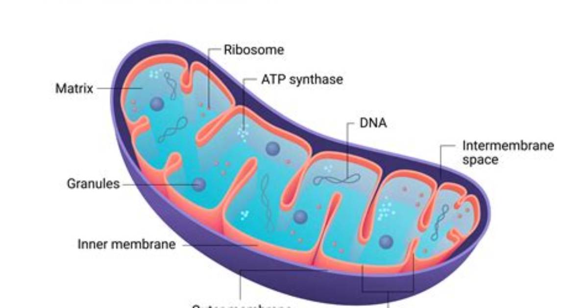 Do Mitochondria Die