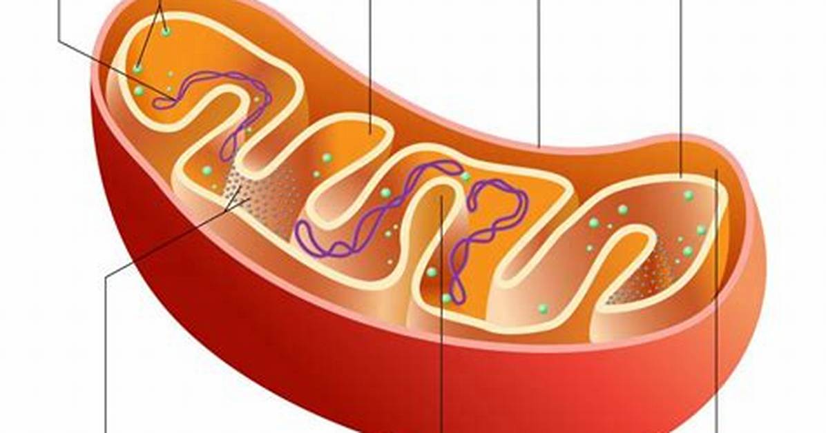 Do Mitochondria Have Ribosomes?