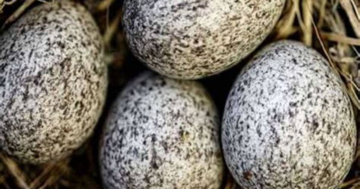 Do Mockingbirds Abandon Their Eggs