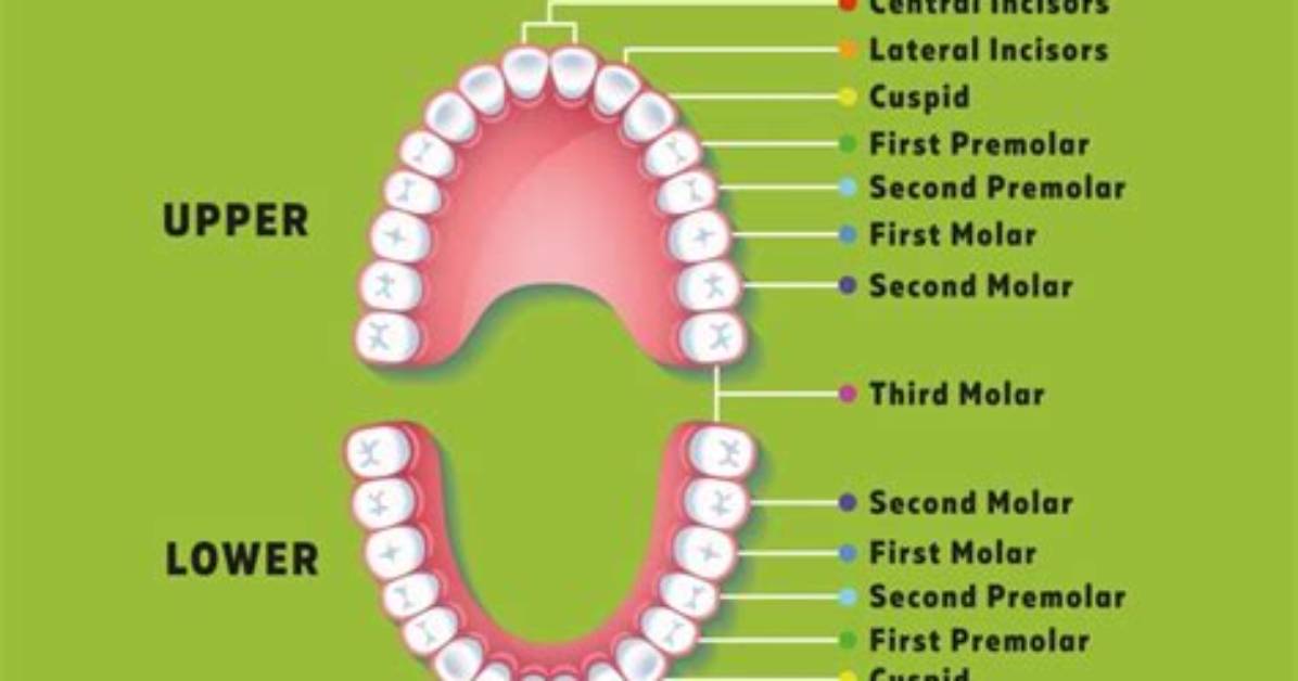 Do Molars Fall out?