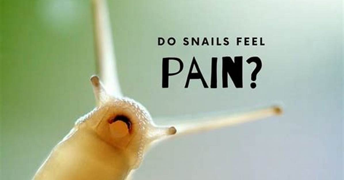 Do Molluscs Feel Pain?