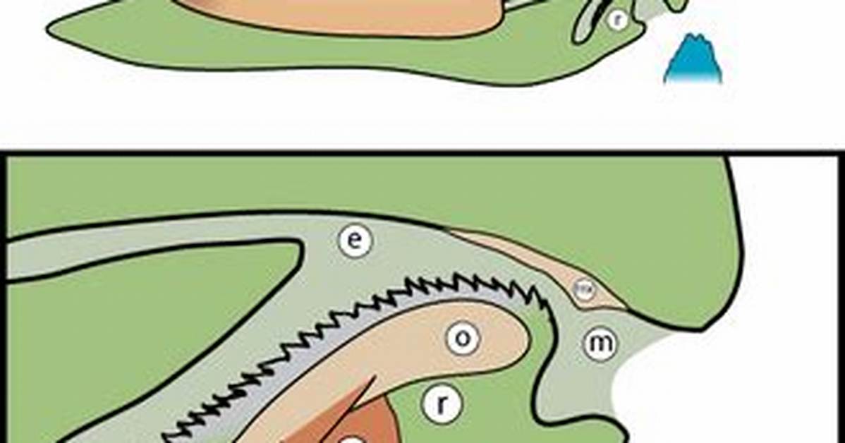 Do Molluscs Have Radula?