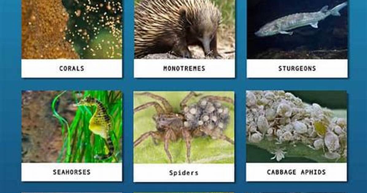 Do Molluscs Lay Eggs?