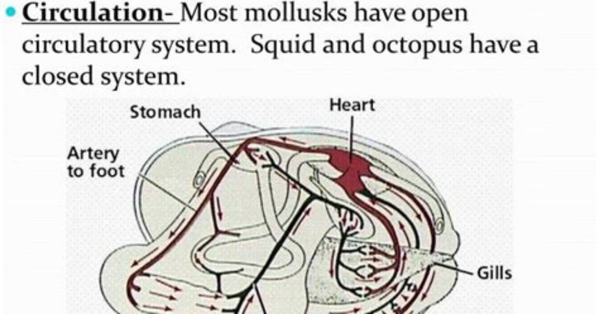 Do Mollusks Have a Circulatory System