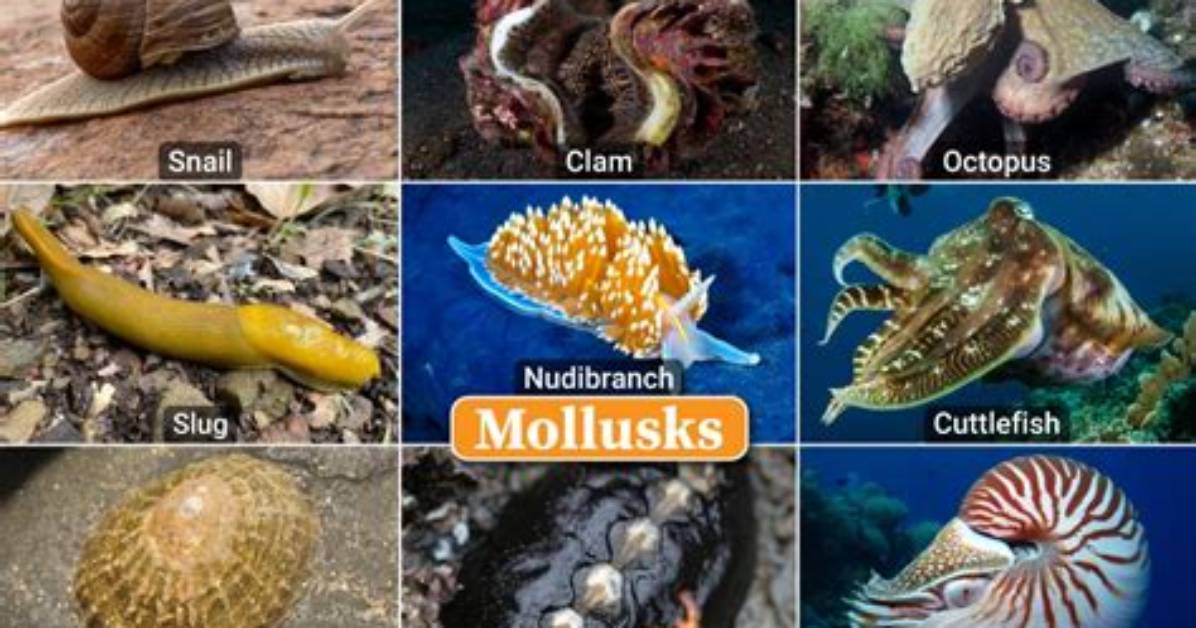 Do Mollusks Have Antennae