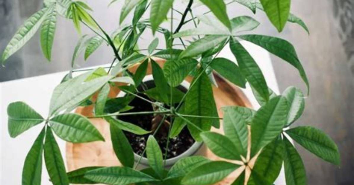 Do Money Trees Need Sunlight