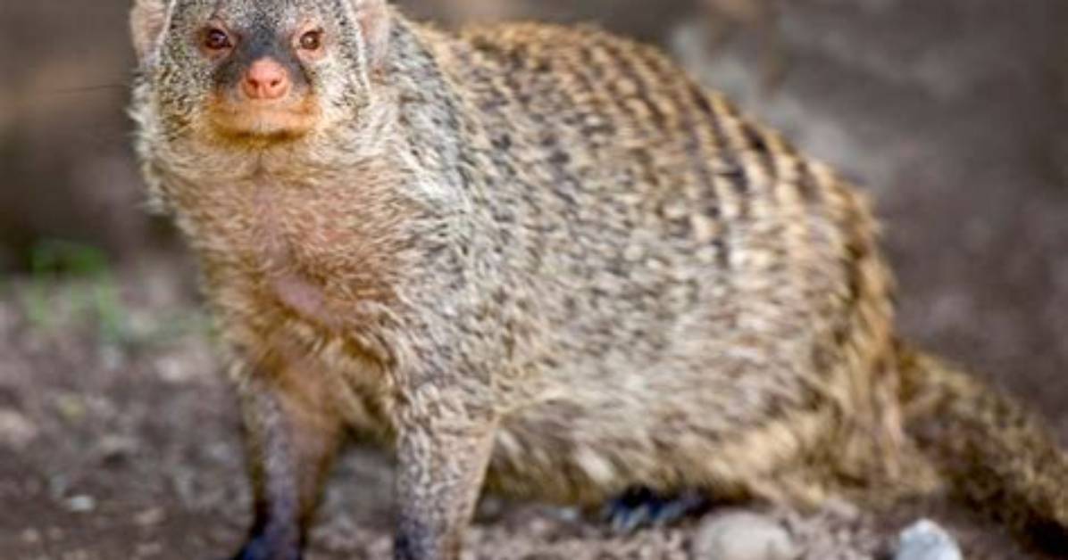 Do Mongoose Make Good Pets?