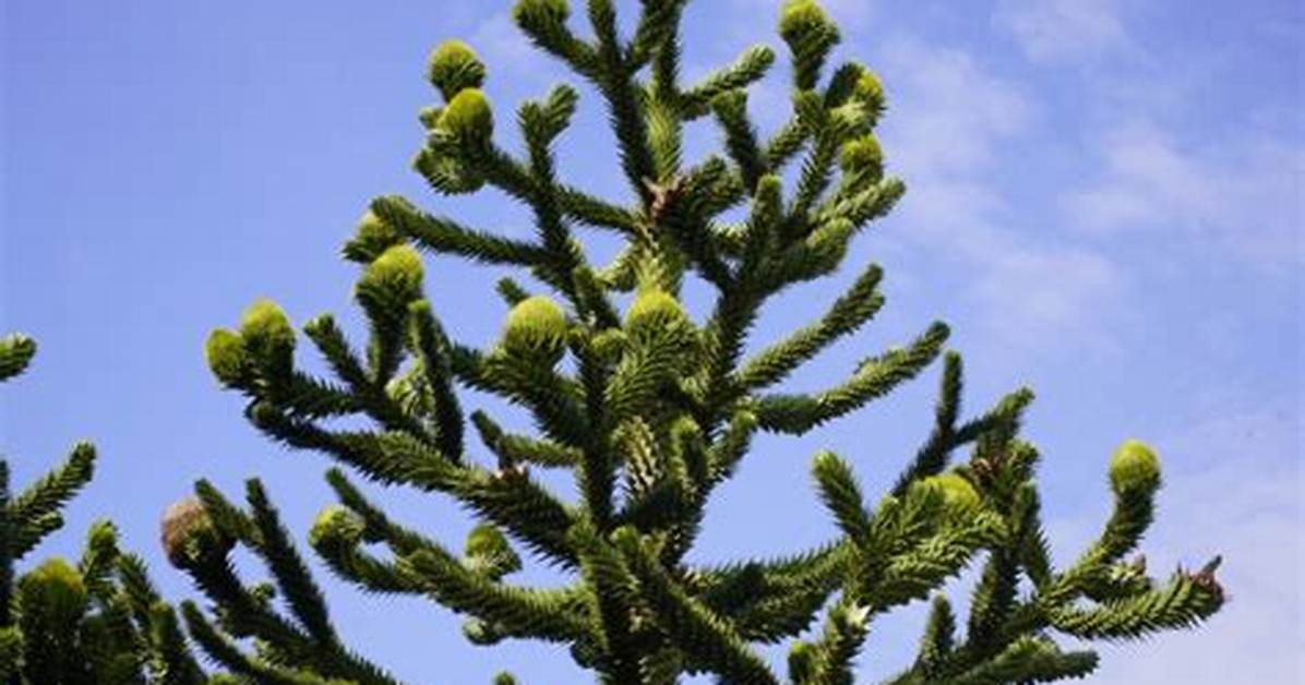 Do Monkey Puzzle Trees Go Brown