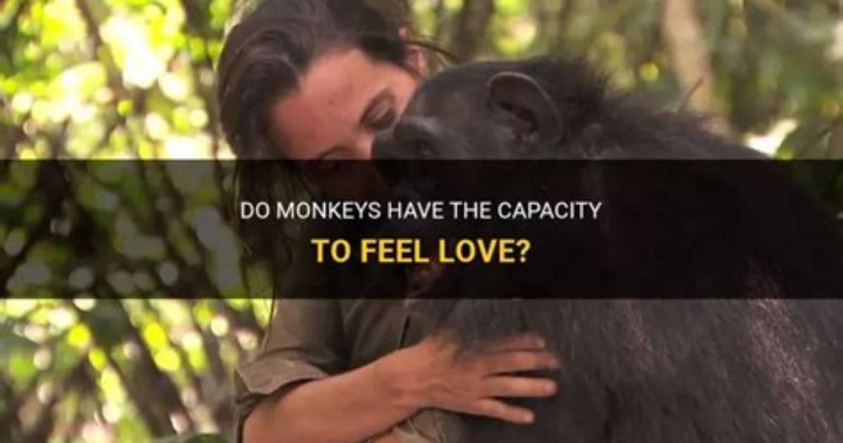 Do Monkeys Feel Love?