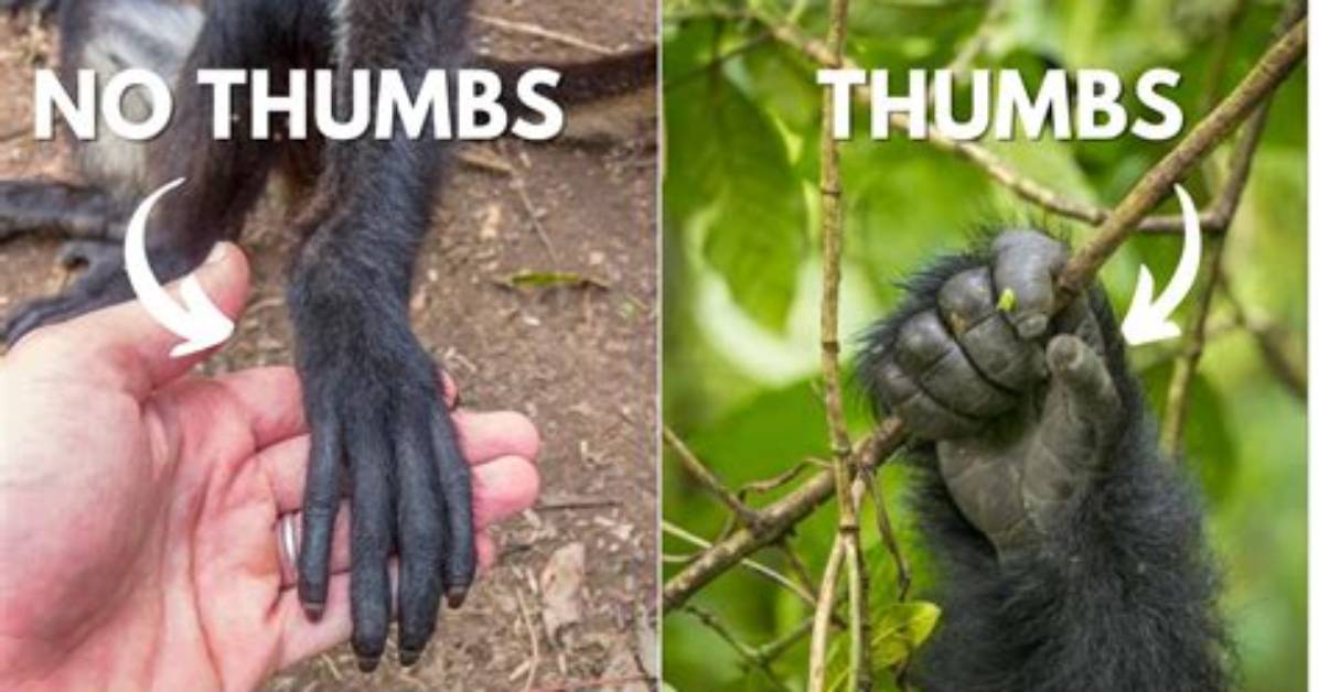 Do Monkeys Have Thumbs?