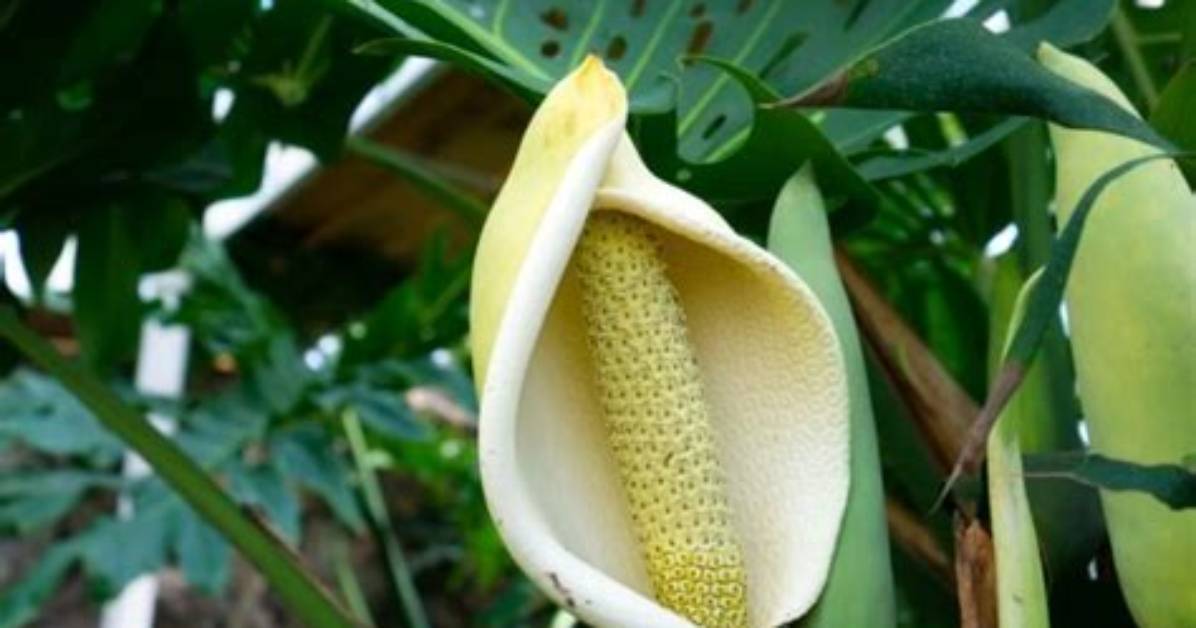 Do Monsteras Flower