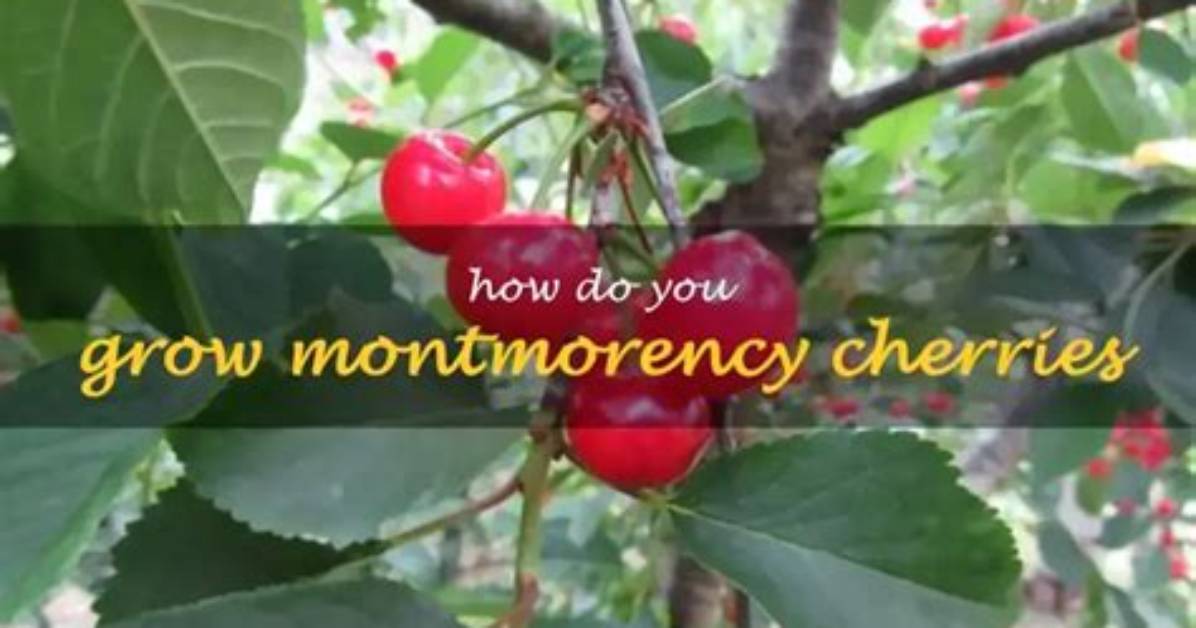 Do Montmorency Cherries Need a Pollinator?