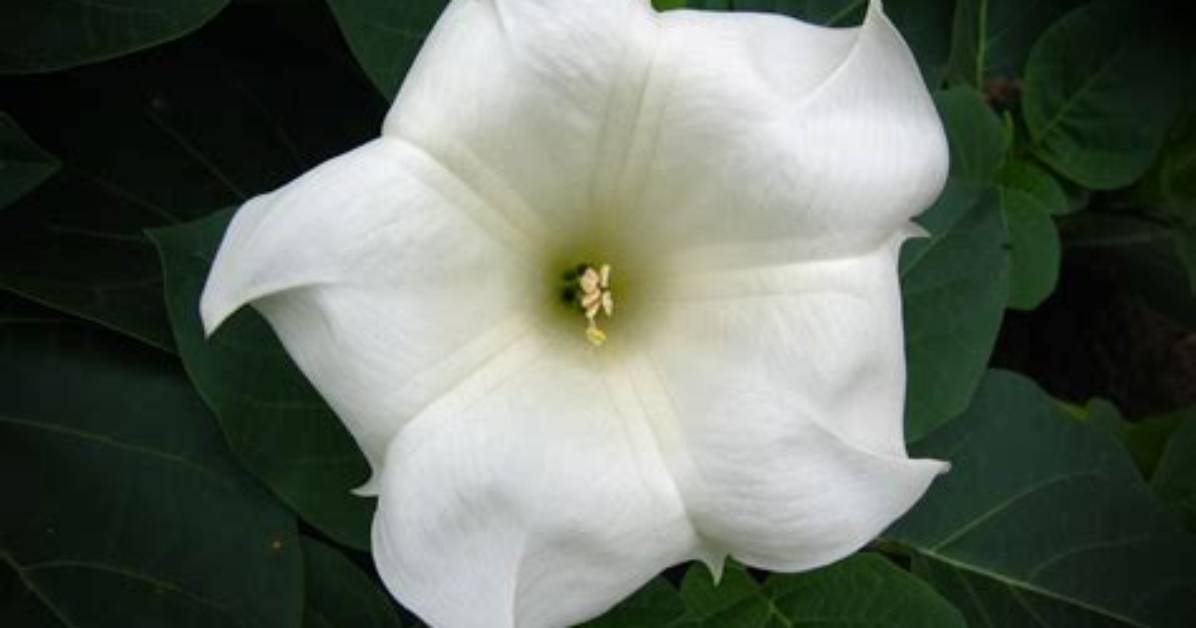 Do Moon Flowers Exist