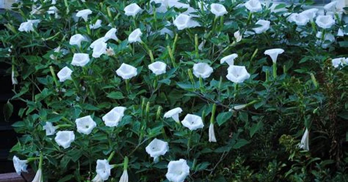 Do Moonflowers Come Back Every Year