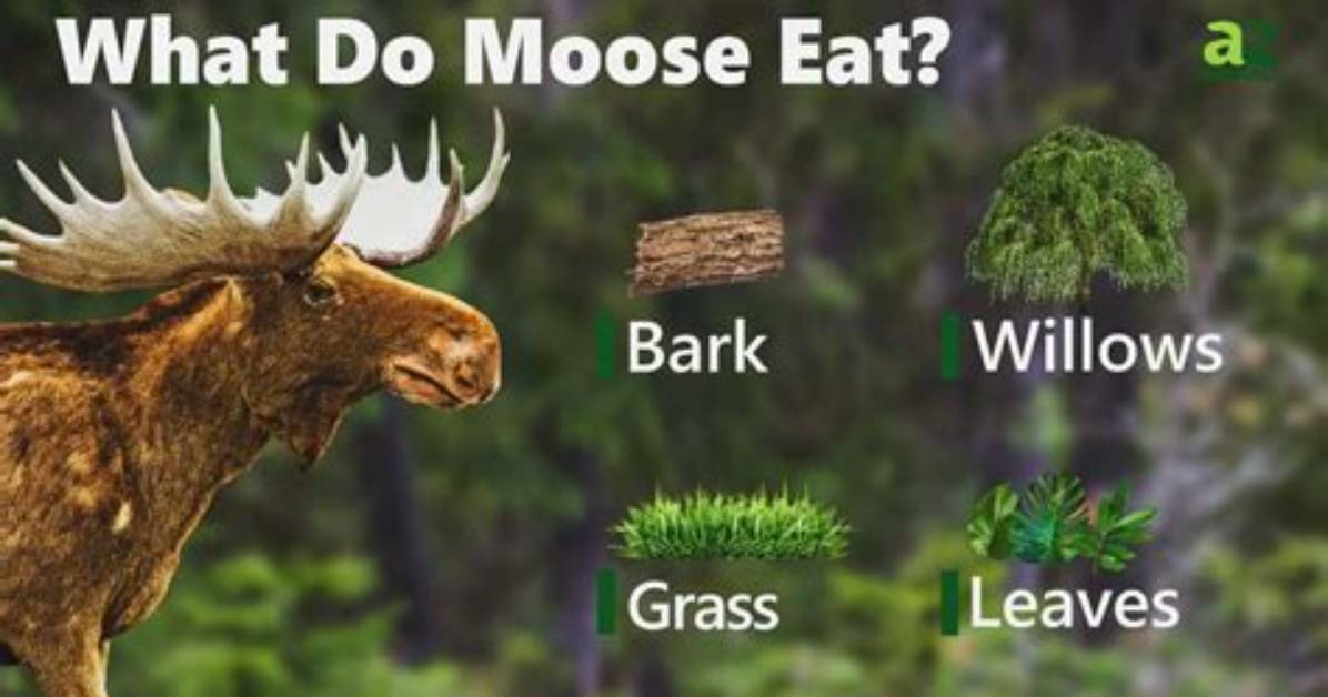 Do Moose Eat Apples