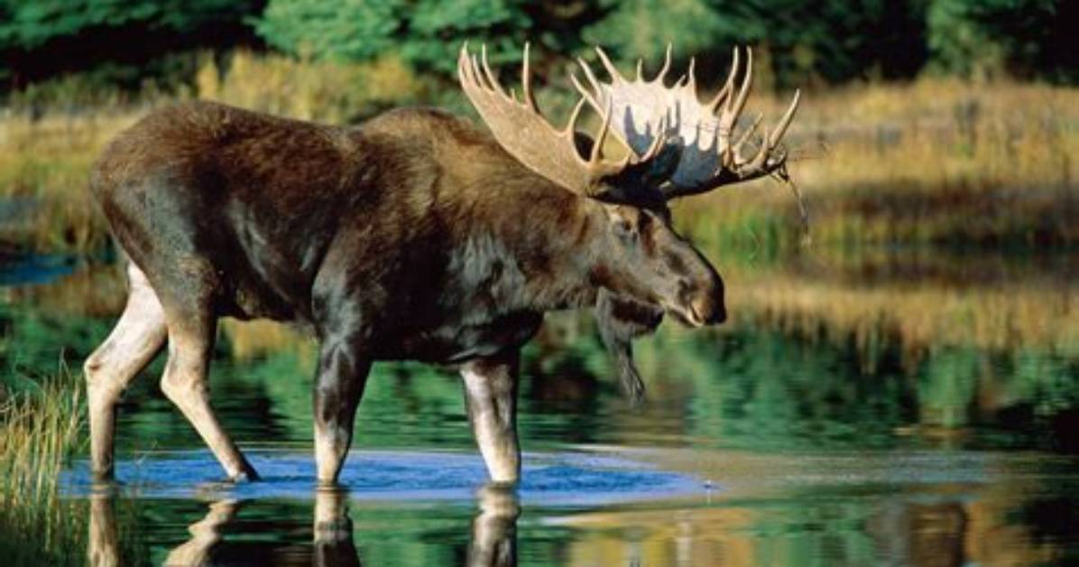 Do Mooses Make Milk