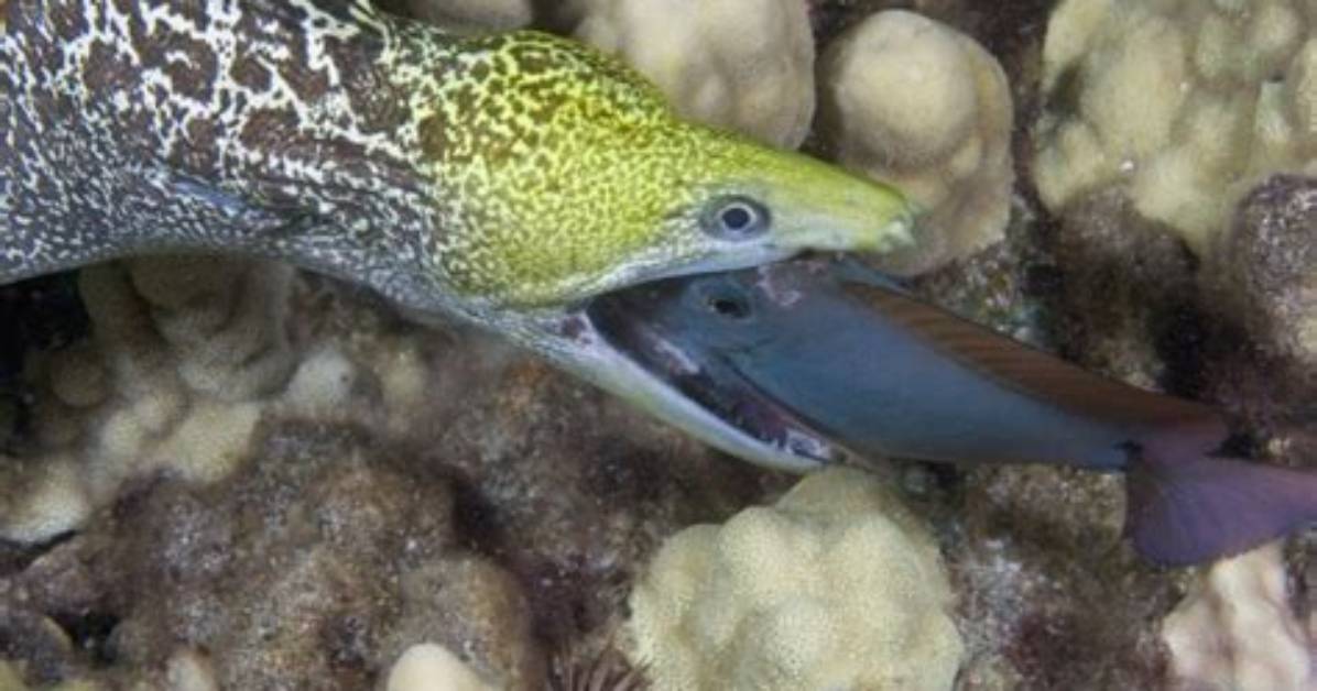 Do Morays Eat Fish?
