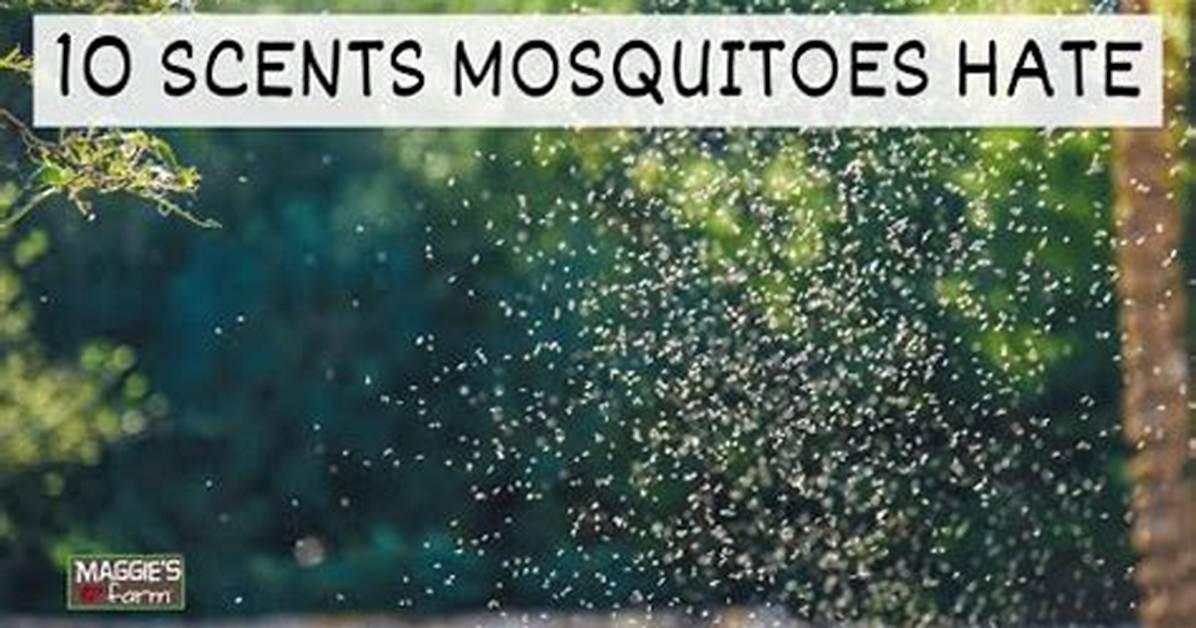 Do Mosquitoes Hate Perfume?