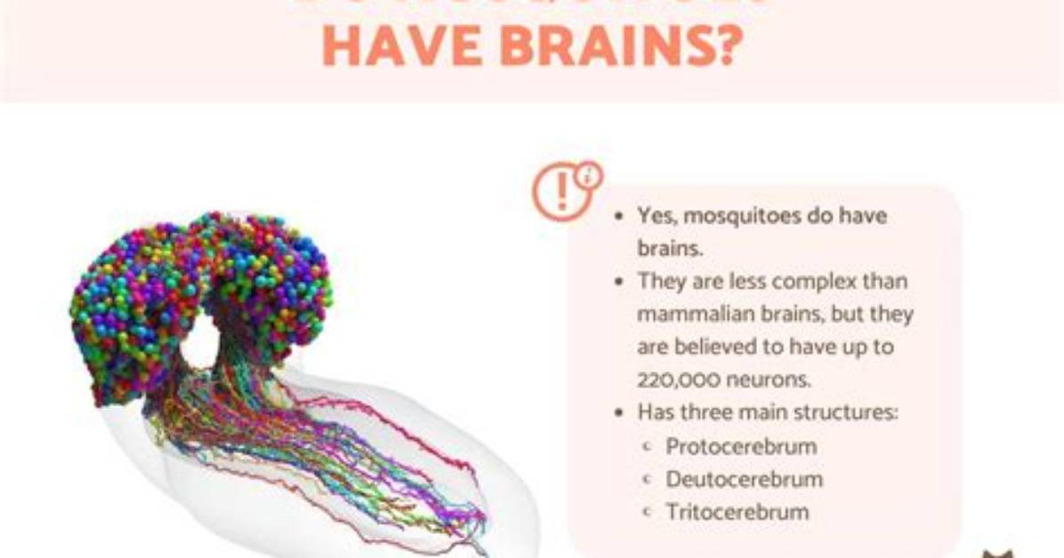 Do Mosquitoes Have a Brain?