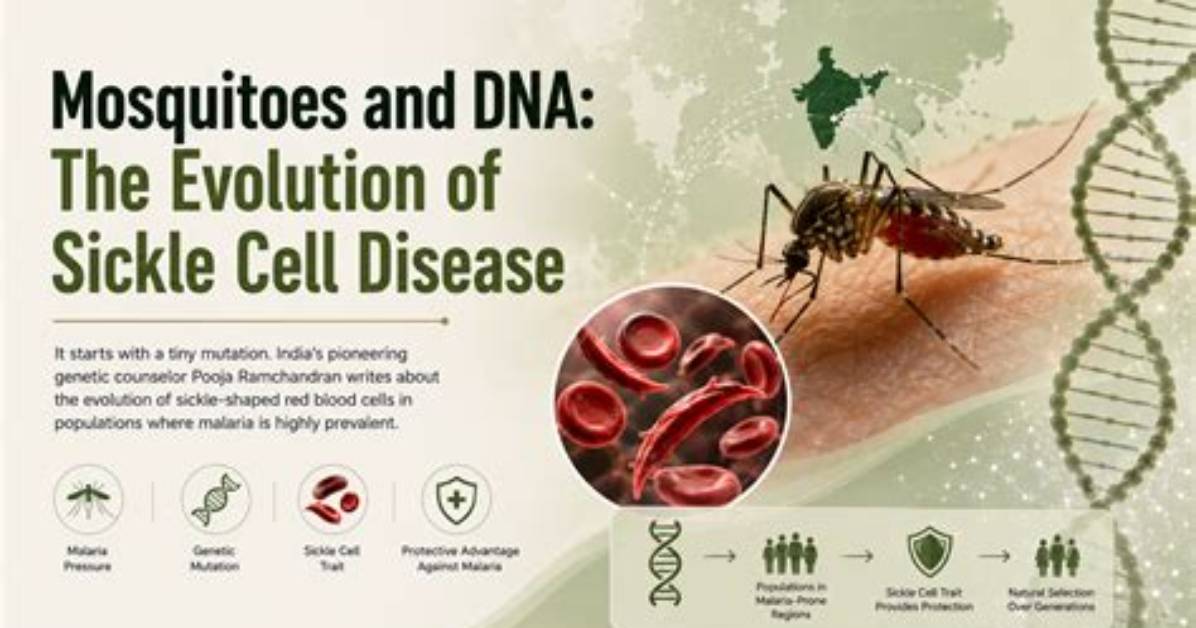 Do Mosquitoes Have Human Dna?