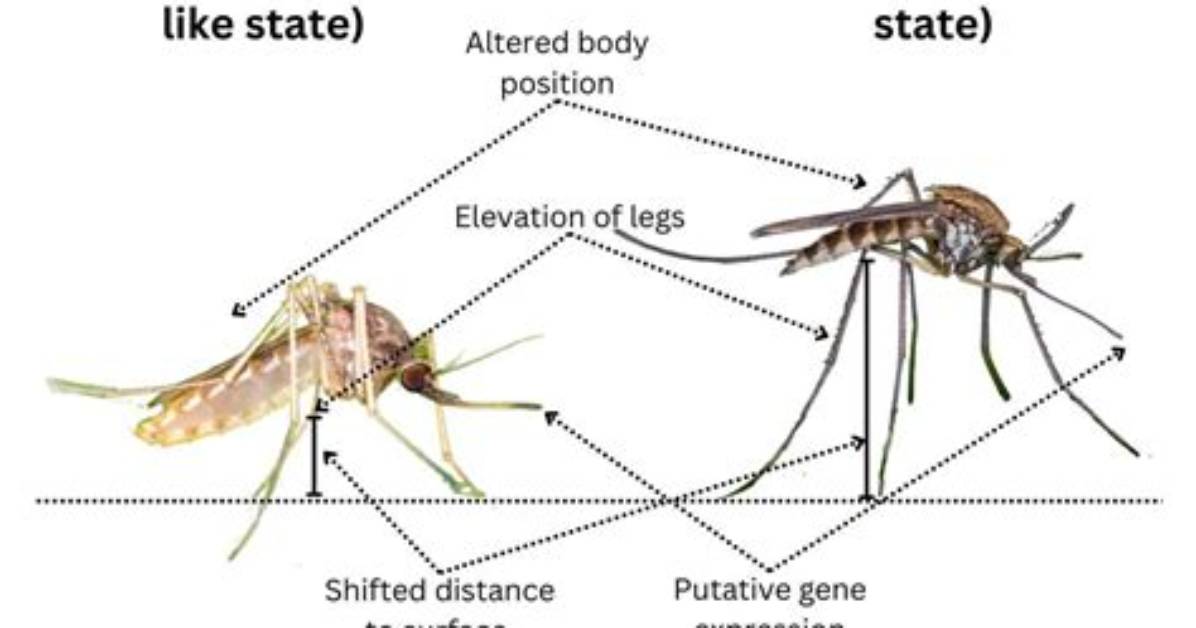 Do Mosquitoes Sleep?