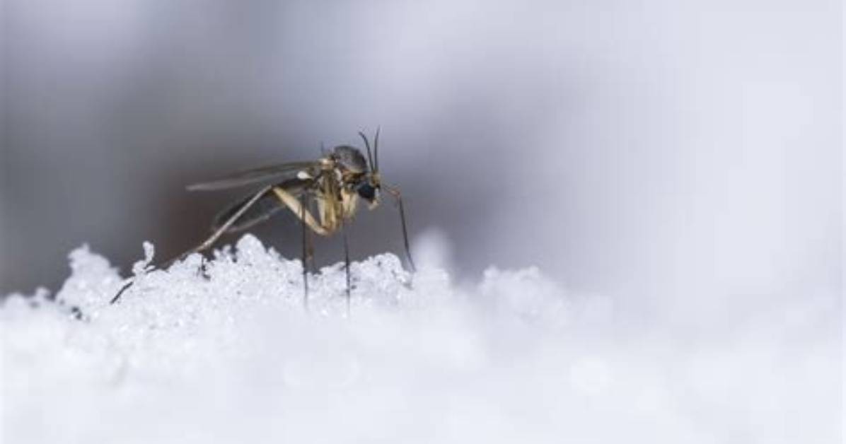 Do Mosquitoes Survive Winter?