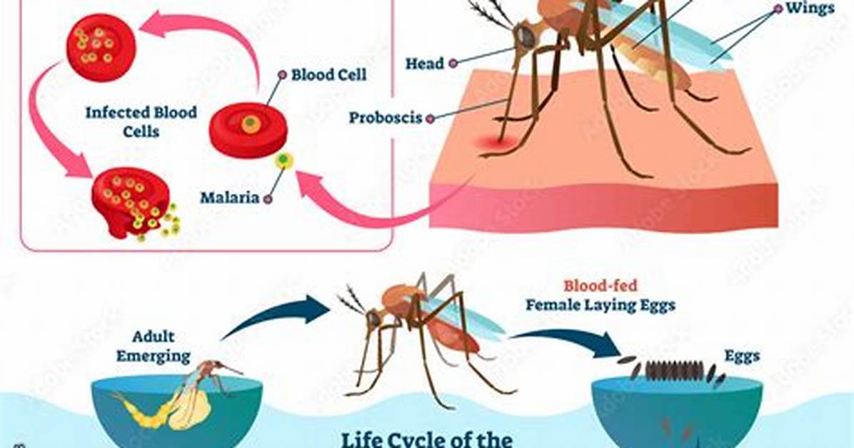 Do Mosquitoes Transmit Malaria?