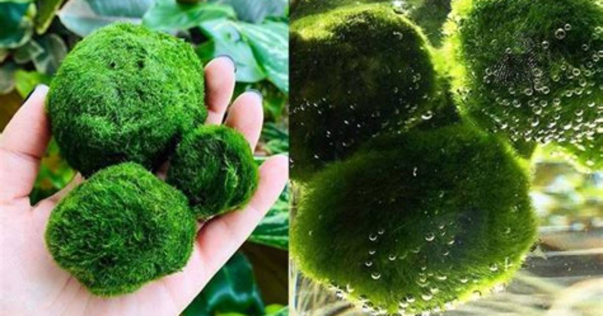 Do Moss Balls Cause Algae?