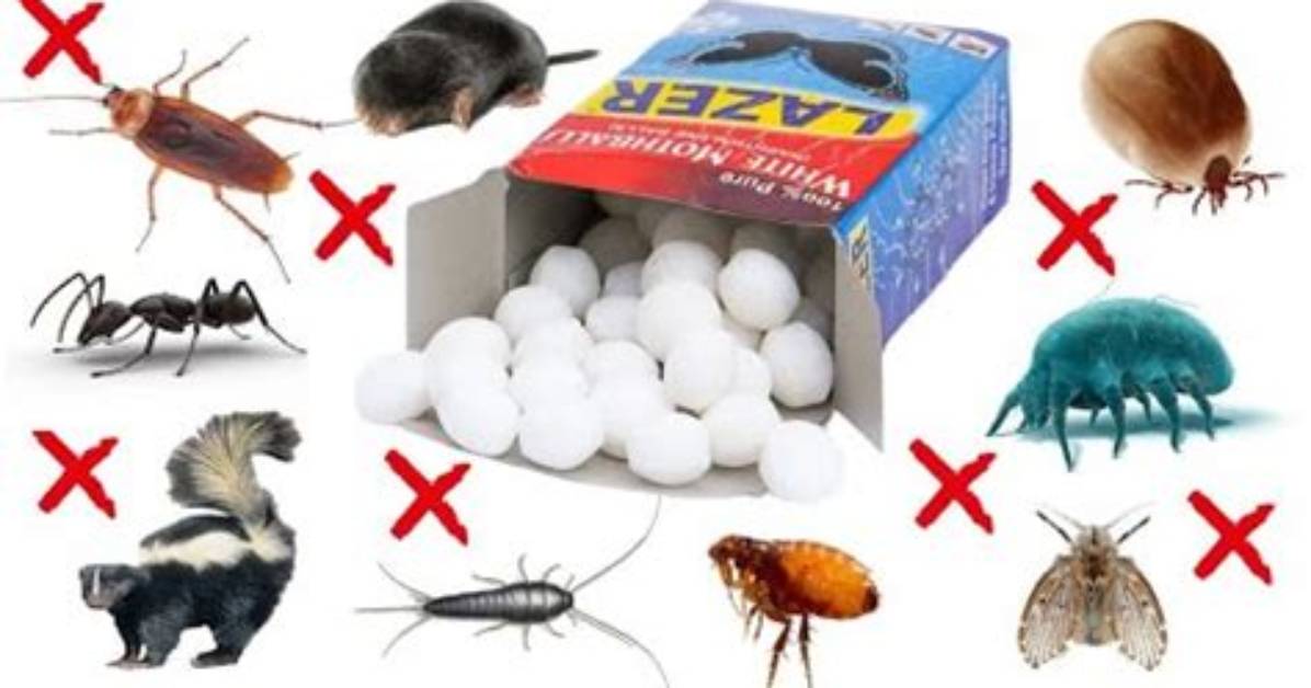 Do Mothballs Repel Other Insects