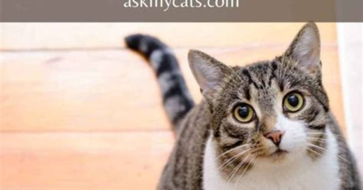 Do Mothballs Work on Cats