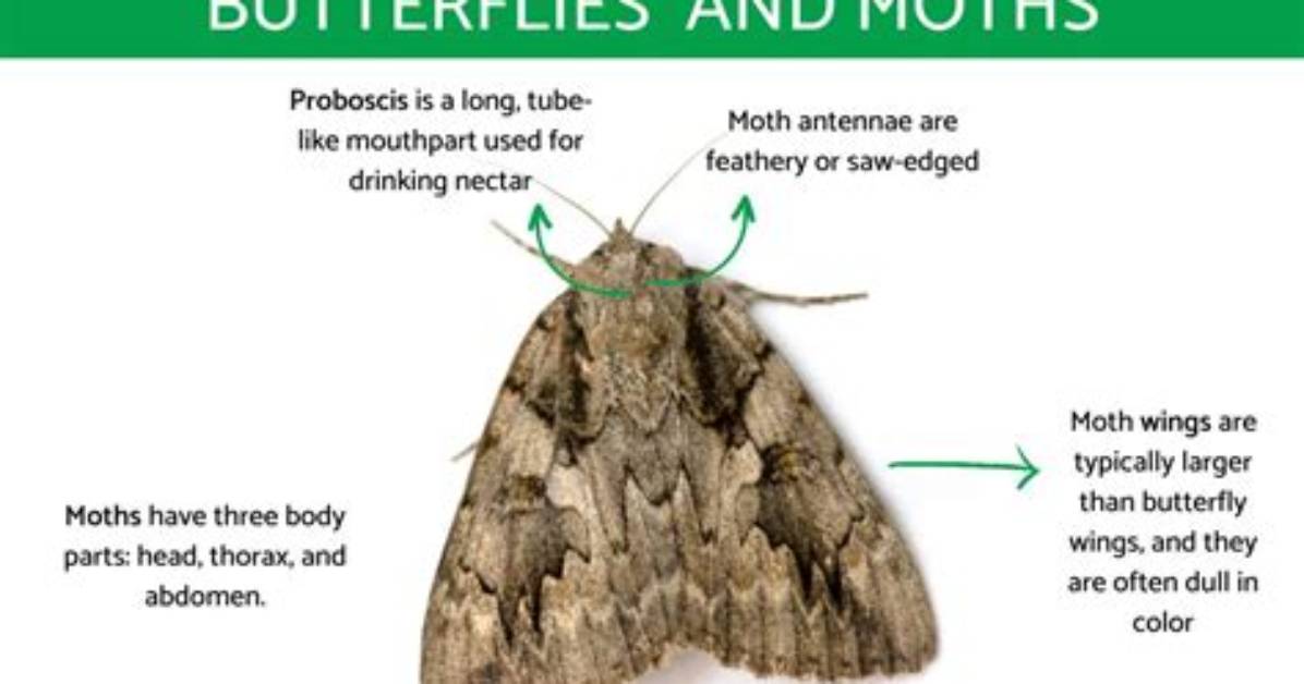 Do Moths Become Butterflies