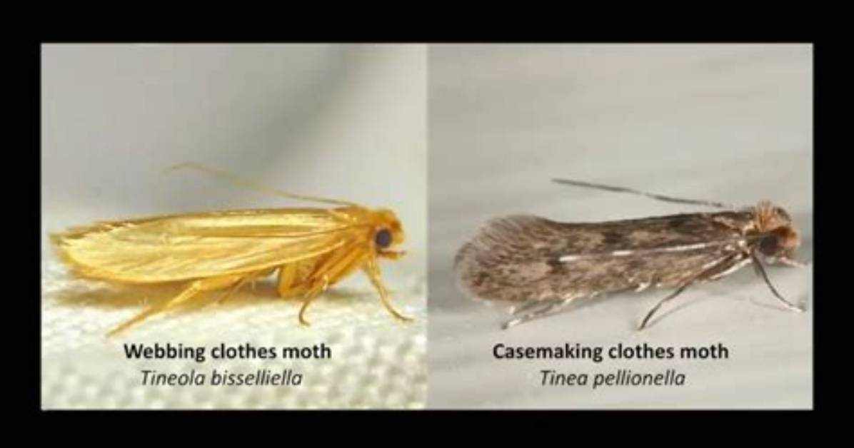 Do Moths Eat Polyester?